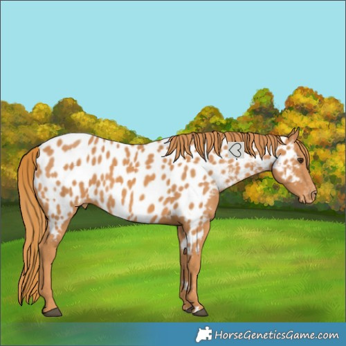 Horse Color:Chestnut Near Leopard Rabicano 