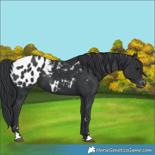 Horse Color:Black Blanket