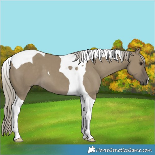 Horse Color:Silver Smoky Grullo Tobiano