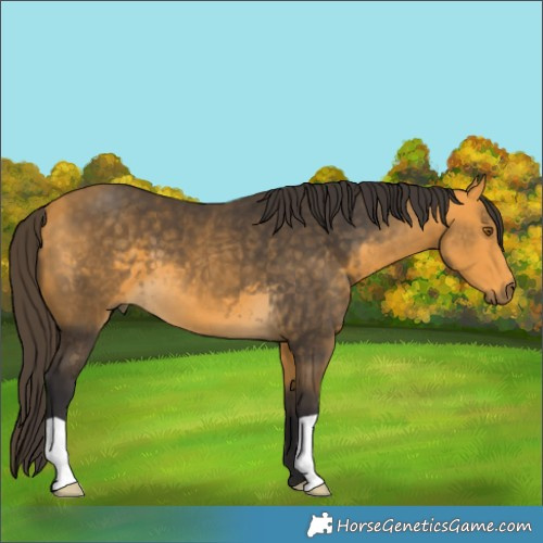 Horse Color:Buckskin 