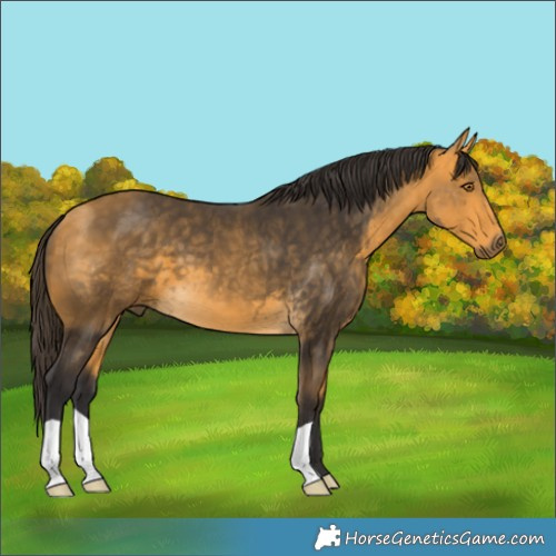 Horse Color:Buckskin