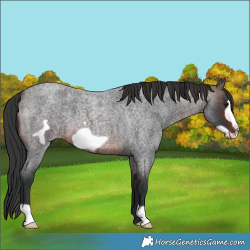 Horse Color:Brown Roan Frame