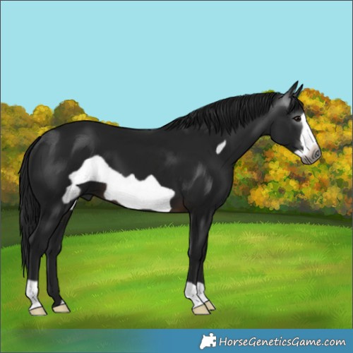Horse Color:Gray Brown Frame