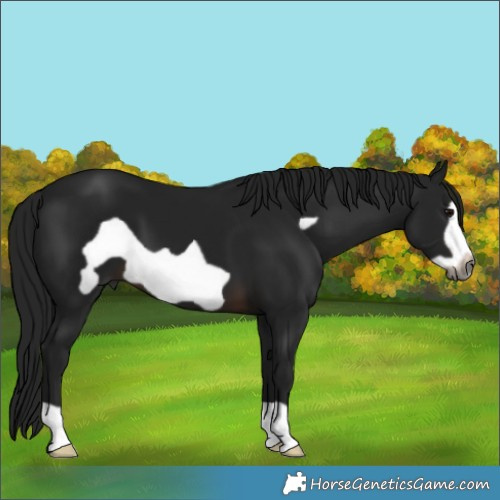 Horse Color:Gray Brown Frame 