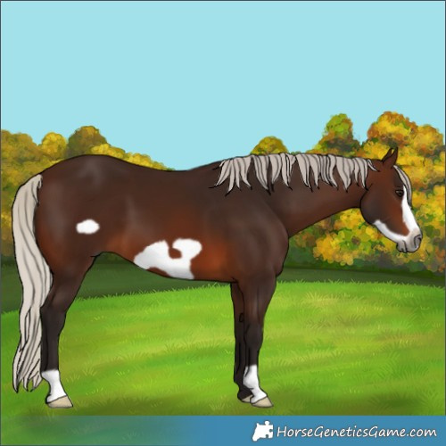 Horse Color:Gray Silver Bay Frame 