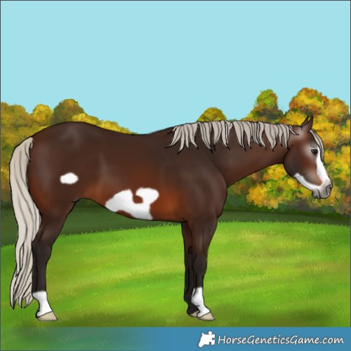 Horse Color:Gray Silver Bay Frame 