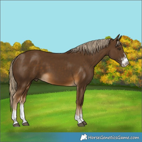 Horse Color:Chocolate Palomino Sabino