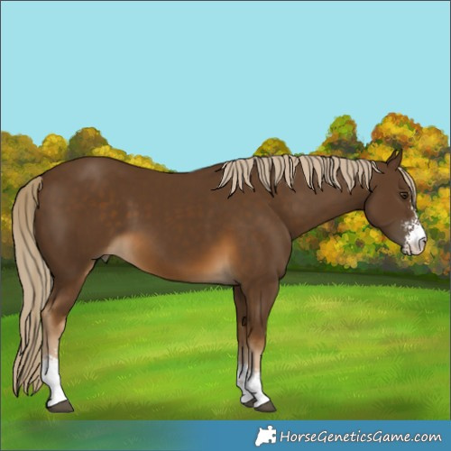 Horse Color:Chocolate Palomino Sabino 