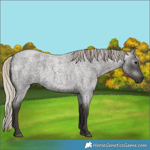 Horse Color:Gray Silver Blue Roan