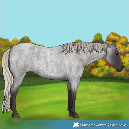 Horse Color:Gray Silver Blue Roan 