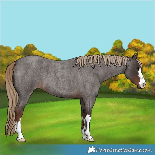 Horse Color:Liver Red Roan 