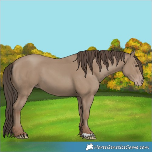 Horse Color:Classic Champagne 