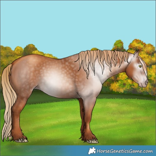 Horse Color:Gray Gold Champagne