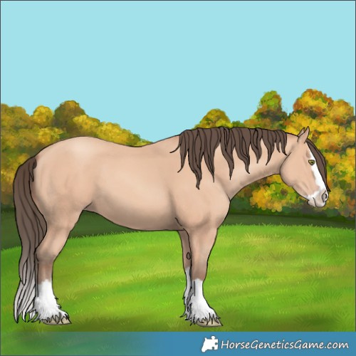 Horse Color:Amber Champagne Splash 