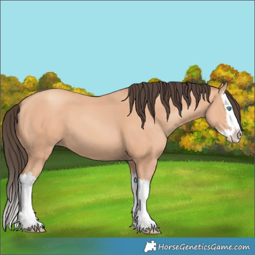 Horse Color:Amber Champagne Splash 
