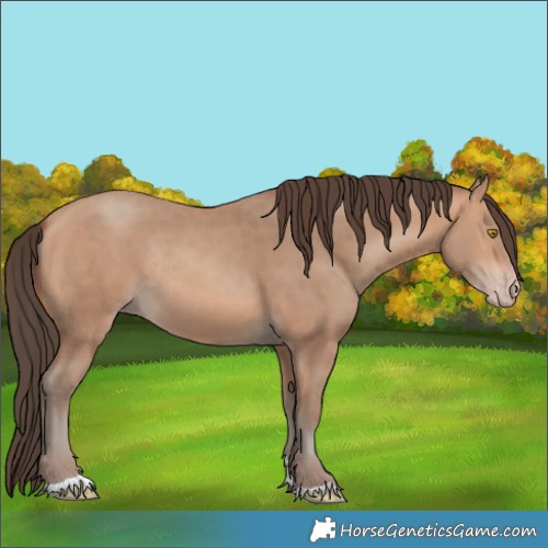 Horse Color:Amber Champagne Rabicano 