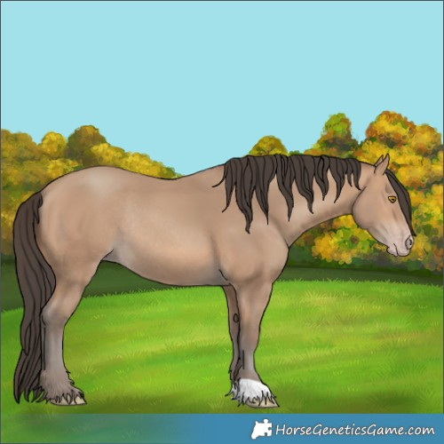 Horse Color:Amber Champagne Rabicano 
