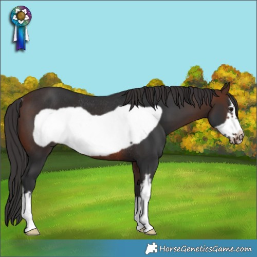 Horse Color:White Spotted Brown Frame Rabicano