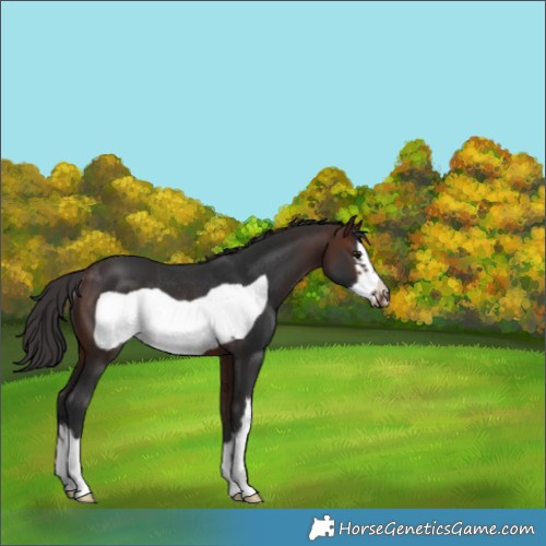 Horse Color:White Spotted Brown Frame Rabicano 