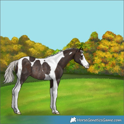 Horse Color:White Spotted Silver Brown Tobiano Rabicano 