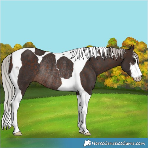 Horse Color:White Spotted Silver Brown Tobiano Rabicano