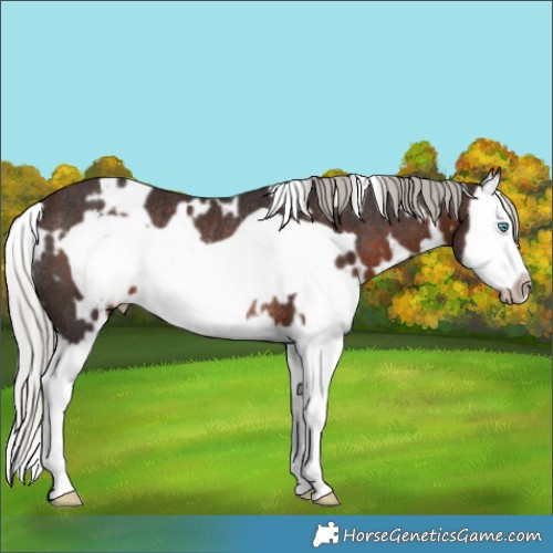 Horse Color:White Spotted Silver Brown Splash Frame Rabicano 