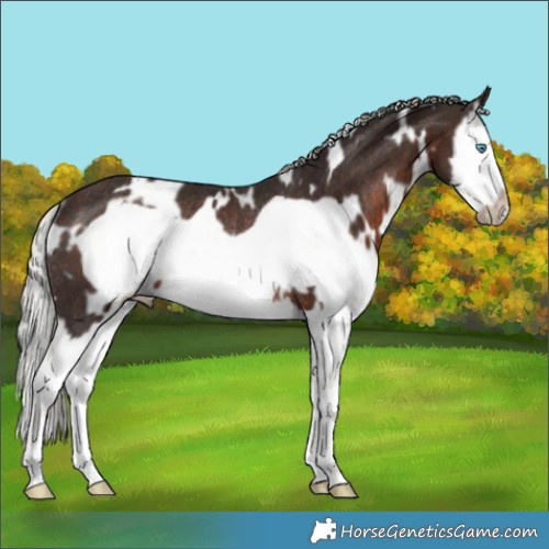 Horse Color:White Spotted Silver Brown Splash Frame Rabicano