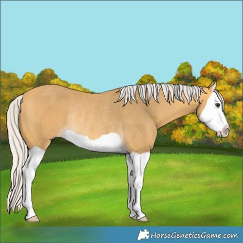 Horse Color:Silver Buckskin Splash Rabicano 
