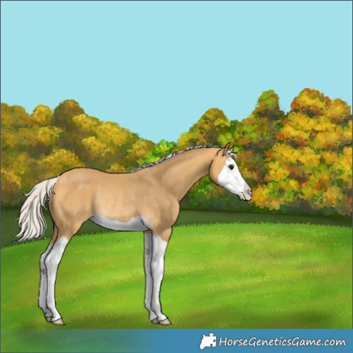 Horse Color:Silver Buckskin Splash Rabicano 