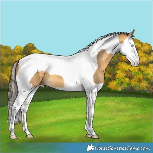 Horse Color:Amber Cream Champagne Splash Tobiano