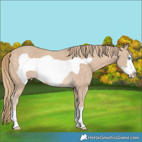 Horse Color:Perlino Frame