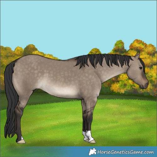 Horse Color:Brown Dun