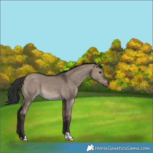 Horse Color:Brown Dun 