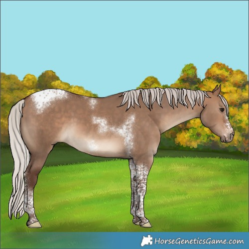 Horse Color:Silver Bay Dun Tobiano Frame 