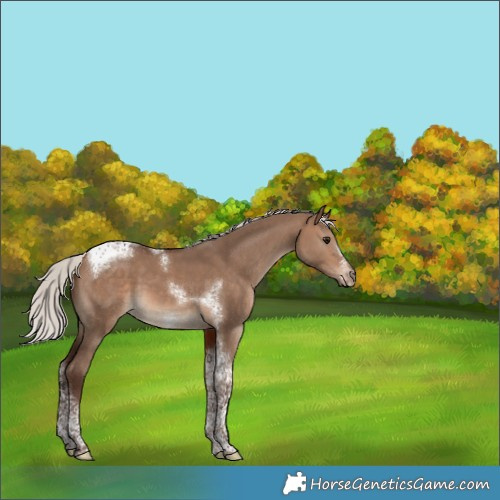 Horse Color:Silver Bay Dun Tobiano Frame 