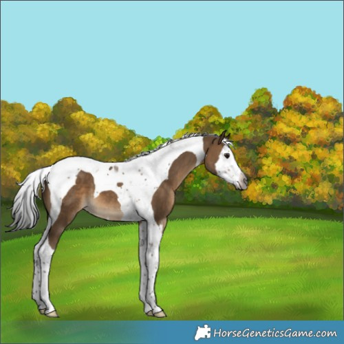 Horse Color:Gray Bay Dun Splash Tobiano 