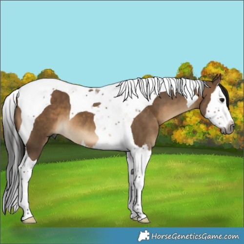 Horse Color:Gray Bay Dun Splash Tobiano