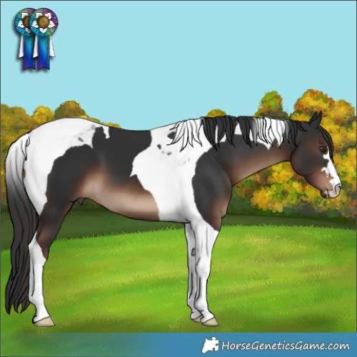 Horse Color:Liver Chestnut Tobiano
