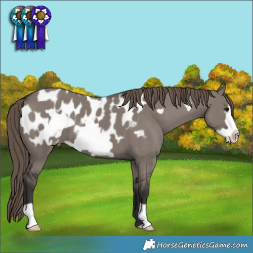 Horse Color:Smoky Grullo Frame Appaloosa 