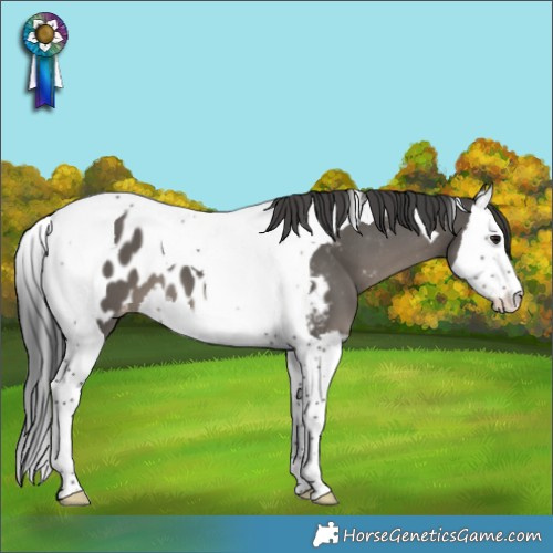 Horse Color:Black Splash Tobiano Appaloosa