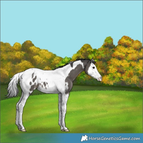 Horse Color:Black Splash Tobiano Appaloosa 