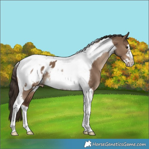Horse Color:Liver Red Dun Tobiano Frame Appaloosa