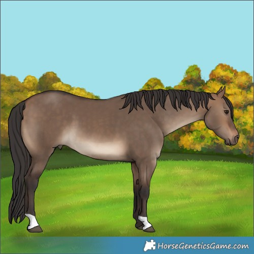 Horse Color:Brown Dun 