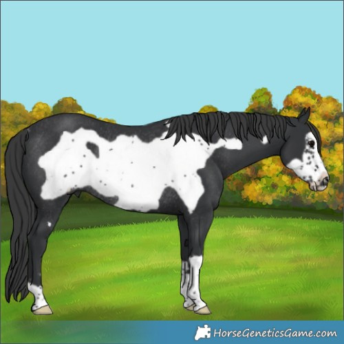Horse Color:Black Frame Rabicano 