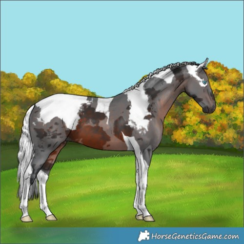 Horse Color:Brown Merle Tobiano 