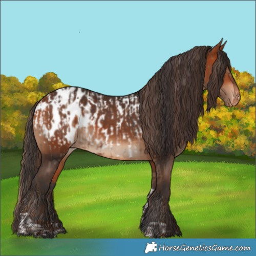 Horse Color:Liver Red Dun Tobiano Appaloosa Brindle  and Bay Appaloosa 