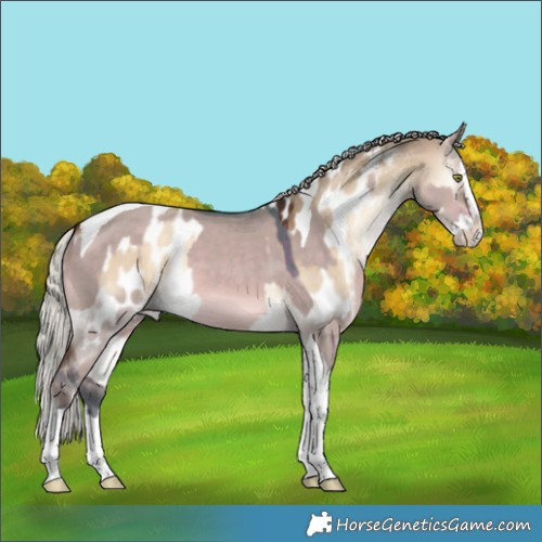 Horse Color:Watercolor Silver Bay Dun Splash Tobiano  and Silver Bay Onyx Splash Tobiano Appaloosa 