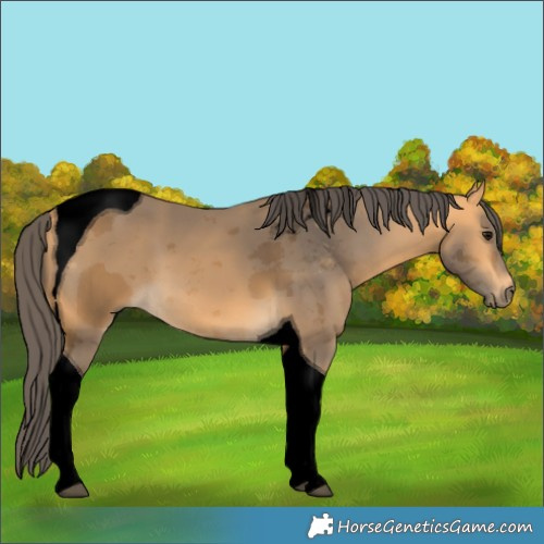 Horse Color:Void Buckskin Merle Tobiano 