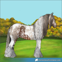 Horse Color:Liver Chestnut Tobiano Varnish and Gray White Spotted Brown Dun Tobiano