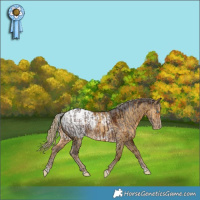 Horse Color:Silver Brown Merle Splash Varnish  and Chocolate Palomino Dun Snowcap Brindle 